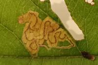 Stigmella desperatella