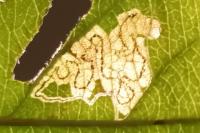 Stigmella desperatella