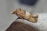 Lobesia indusiana/limoniana