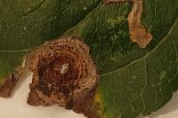 Leucoptera malifoliella