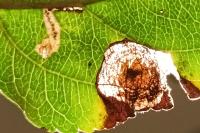 Leucoptera malifoliella