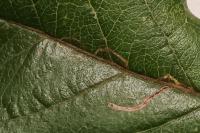 Lyonetia clerkella
