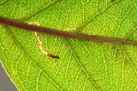 Lyonetia clerkella