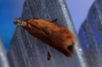 Dichomeris acuminata