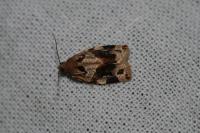 Archips xylosteana