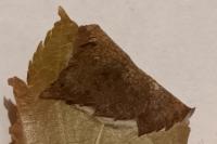 Parornix anglicella