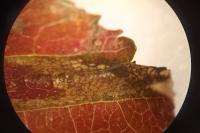 Phyllonorycter mespilella