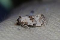 Neocochylis molliculana