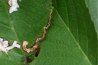 Stigmella aurella