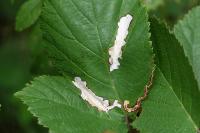 Coptotriche marginea