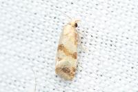Phalonidia contractana
