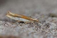 Ypsolopha parenthesella