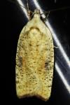 Agonopterix nervosa