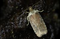Agonopterix cnicella