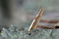 Argyresthia semitestacella
