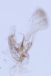 Parornix finitimella