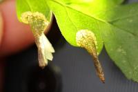 Phyllonorycter oxyacanthae