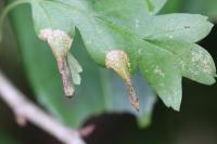 Phyllonorycter oxyacanthae