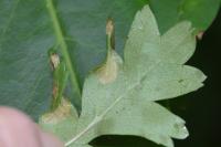 Phyllonorycter oxyacanthae