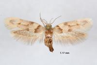 Alloclita recisella