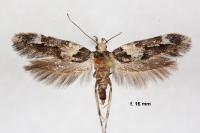 Alloclita recisella