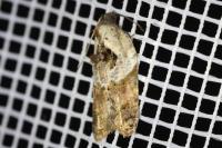 Acleris variegana