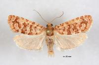 Lozotaeniodes brusseauxi
