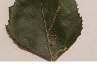 Stigmella confusella