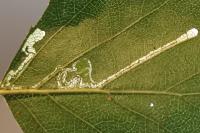 Stigmella confusella