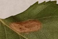 Phyllonorycter ulmifoliella