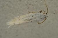 Elachista dispunctella