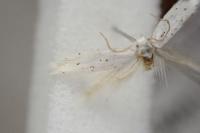Elachista dispunctella