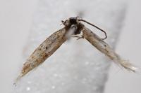 Elachista collitella