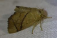 Apoda limacodes