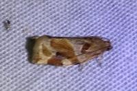 Archips xylosteana