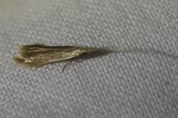 Coleophora