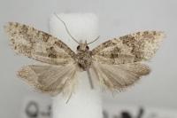 Cnephasia incertana