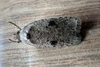 Agonopterix propinquella