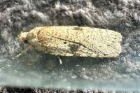 Agonopterix propinquella
