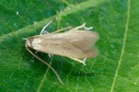 Coleophora lutarea