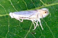 Phyllonorycter harrisella