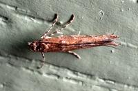 Acrocercops brongniardella