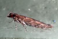 Acrocercops brongniardella