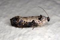 Hedya salicella