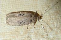 Agonopterix yeatiana
