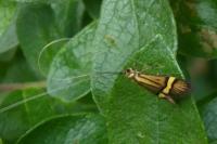 Nemophora degeerella