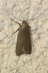 Acompsia cinerella