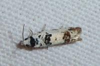 Eucosma campoliliana