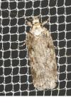 Depressaria