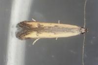 Mesophleps trinotella